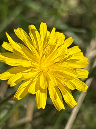 The image is a close-up, vertical shot of a bright yellow dandelion flower with its petals fully extended. The flower is in sharp focus, while the background is blurred, consisting of green foliage and some lighter, dried plant stalks, suggesting an outdoor, natural setting. The lighting appears to be natural sunlight, casting soft shadows on the petals and highlighting their texture. The image does not contain any people, buildings, or specific urban features, and therefore, cannot be placed within the city of Драчкаўскі сельскі Савет, Belarus, or any other specific location.
