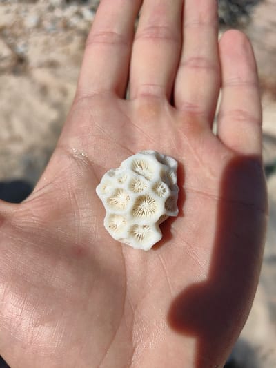 A sunlit hand holds a small piece of white coral. The coral has a honeycomb-like structure with many small, round holes. The skin of the hand appears smooth and slightly shiny. A shadow is cast across part of the hand, darkening the skin tone. The background is out of focus, appearing to be a sandy surface.