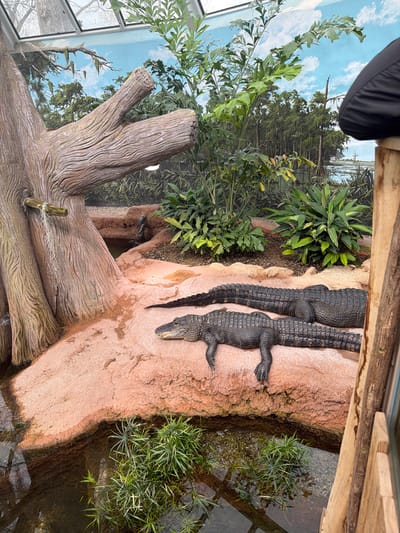 The image depicts two alligators lying on a reddish-brown rock formation next to a body of water with aquatic plants. The alligators are dark in color, with visible scales and textures. Lush greenery surrounds the rock, and a painted backdrop featuring trees and a sky with clouds can be seen in the background. The scene appears to be indoors, potentially within a controlled environment like a zoo or aquarium. The presence of wood and glass structures indicates a viewing area for visitors. This scene is from the Gondwanaland hall at the Leipzig Zoo, Germany.