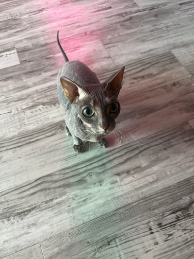 A Sphynx cat with large, green eyes and visible whiskers sits on a gray wooden floor, looking upwards. The cat is gray in color and appears to be hairless. There is a pinkish-red light source reflecting on the floor and on the cat's back, and a greenish light source reflecting on the floor in the lower portion of the image. The floorboards are oriented diagonally across the frame. The location is identified as Kopeysk, Russia, however, there are no visible landmarks or specific details in the image to support this geographical context.