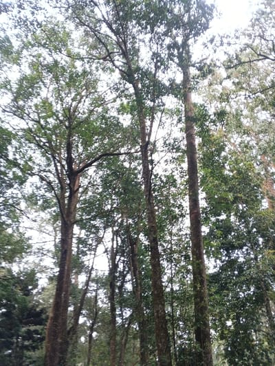 The image presents an upward view into a dense forest located in the vicinity of Tah, Vietnam. Multiple tall, mature trees dominate the frame, characterized by dark, textured trunks that appear rugged and are partially covered in moss or lichen. These trunks extend vertically towards an obscured sky. The upper sections of the trees form a thick canopy composed of numerous green leaves, displaying various shades from dark to light, indicating dense foliage with occasional gaps. Through these gaps, a bright white or overcast sky is visible, suggesting diffused daylight. No human subjects, animals, or man-made objects are present. The scene is entirely natural, depicting a pristine forested environment.
