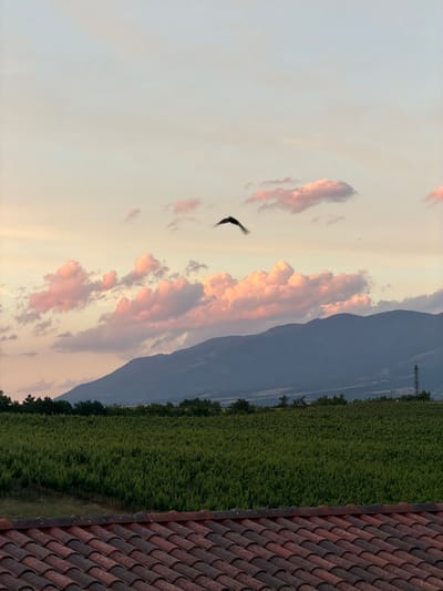 The image depicts a rural landscape under a soft, pastel-colored sky. In the foreground, a section of a tiled roof is visible, with terracotta tiles laid in a regular pattern. Beyond the roof, a vast expanse of lush green vineyard stretches out. The rows of grapevines are dense and orderly, suggesting a cultivated agricultural area.
In the mid-ground, a line of trees forms a dark green border separating the vineyard from the distant mountains. The mountains themselves are a muted blue-grey, their slopes softly rounded and their peaks partially obscured by the atmospheric haze. The sky above transitions from a pale yellow at the horizon to a soft blue at the top. Several clouds are scattered across the sky, tinged with pink and orange hues, indicating either sunrise or sunset.
A solitary bird is captured in mid-flight, its dark silhouette stark against the pale sky. The bird appears to be flying from left to right, with its wings extended. In the far distance, on the right side of the image, a solitary utility pole with wires can be observed, hinting at the presence of infrastructure in the rural setting. The overall impression is one of tranquility and natural beauty.
This scene is likely located in the vicinity of Kocherinovo, Bulgaria, a region known for its agricultural landscapes and proximity to mountainous terrain. The presence of vineyards is consistent with the viticultural activities found in the Bulgarian countryside.