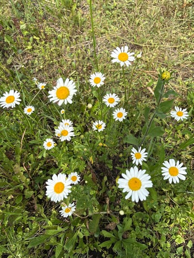 In Dubrovino, Russia, a close-up, high-angle shot captures a cluster of wild daisies growing amidst lush green grass and other vegetation. The daisies, with their characteristic white petals and yellow centers, are the primary subjects, with many in full bloom and a few buds present. The scene appears to be a natural outdoor setting, possibly a field or meadow, devoid of any human presence or discernible man-made structures. The lighting suggests it is daytime, with natural light illuminating the flowers. The focus is on the botanical details of the daisies and the surrounding greenery.
