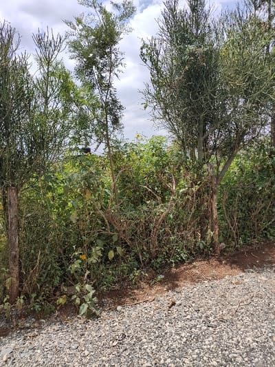 The image displays an outdoor scene, likely along a rural or semi-rural pathway, characterized by dense vegetation bordering a gravel surface.
In the foreground, a path or road covered with light grey and white gravel stones occupies the bottom portion of the frame. Towards the left of the path, a small patch of bare, reddish-brown earth is visible, transitioning into the vegetation.
The midground is dominated by a dense and varied array of plant life, forming a natural barrier or hedge. Several tall, slender trees with mostly bare or sparsely leaved branches are prominent. On the far left, a tall, multi-branched tree with a distinctive, somewhat gnarled appearance stands, with another similar tree towards the right edge of the frame. Between these, a taller tree with more abundant green foliage rises towards the center. The lower and middle sections of the vegetation are filled with a mix of leafy green shrubs and smaller plants, interspersed with some dried-looking brown branches. Amidst this green undergrowth, several small yellow flowers are visible, particularly one more prominent one in the upper-mid section of the foliage towards the right, and a couple of smaller ones closer to the ground on the left. A rough-hewn wooden post is partially visible on the far left, integrated into the vegetation, and parts of what appears to be a wire mesh fence are subtly obscured by the dense plant growth in the lower midground.
The background consists of a bright sky with scattered white clouds, suggesting a partly cloudy day. Faint, dark lines, possibly power lines or telephone wires, are discernible against the sky in the upper-mid section of the image, running horizontally behind the vegetation.
The lighting indicates bright daylight, with soft shadows suggesting it is likely midday or early afternoon. No specific activity is depicted, and no text is visible in the image.
