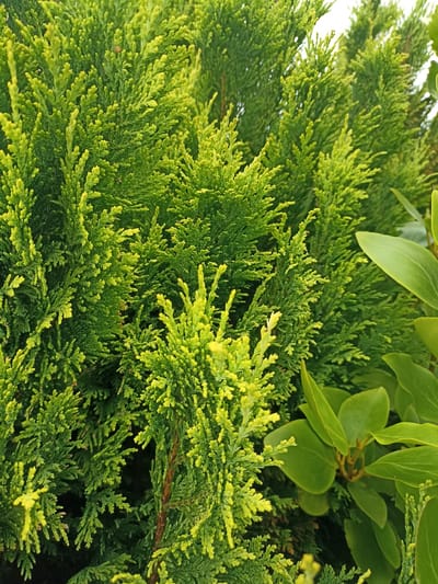 This media file is a close-up, eye-level photograph of dense, vibrant green foliage. The primary subjects are two types of evergreen plants. On the left, there is a conifer, likely a cypress or cedar, with finely textured, feathery branches. The tips of these branches exhibit a brighter, almost yellow-green hue, suggesting new growth or a different variety. To the right, larger, glossy green leaves of another plant are visible, partially overlapping the conifer. These leaves are ovate and smooth, with a deep green color.

The image is a still shot, with no activity depicted. The focus is on the textures and colors of the plants. The lighting appears natural, suggesting daytime, and the bright green hues indicate healthy, sunlit vegetation. There are no discernible location cues beyond what is generally understood about evergreen flora. No people, text, or specific weather conditions are apparent. The overall impression is one of natural beauty and lushness, with a particular emphasis on the intricate details of the plant life. The provided location context, Annagry West, Ireland, suggests that these plants are likely growing outdoors in a temperate climate.