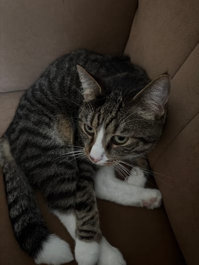 The media file displays a close-up, overhead view of a tabby cat resting on a brown, textured surface, likely upholstery. The cat is curled up, with its head turned to the right, revealing its green eye and white muzzle. Its fur is a mix of gray, black, and white stripes, and it has white paws with visible pink paw pads. The cat's tail is visible, also with tabby markings and a white tip. The lighting suggests an indoor setting, possibly during the day, as there are no harsh shadows. The overall mood is one of relaxation and comfort, with the cat appearing calm and content. There is no visible text in the image. The provided location context "Idar-Oberstein, Germany" does not offer direct visual cues within the image itself.