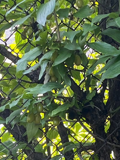 This media file captures a close-up view of a tree branch laden with small, oval, green fruits, possibly olives or a similar produce. The branch is entwined with a dark-colored chain-link fence, suggesting an outdoor setting in a yard or garden. Lush green leaves, some appearing slightly elongated and pointed, surround the fruits and the fence. The background is a blur of bright green foliage illuminated by sunlight, indicating it is daytime and likely fair weather. The sunlight filters through the leaves, creating a dappled effect and highlighting the textures of the leaves, fruits, and the rough bark of the tree. The overall impression is one of natural abundance and growth. There is no visible text in the image. The location context is Branipole, Bulgaria.