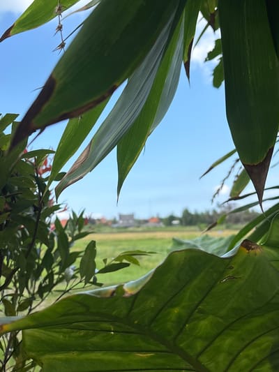 The image is taken from a low angle, looking upwards through dense foliage, predominantly various green leaves. The leaves frame a view of a distant landscape, visible through a gap in the vegetation. The landscape appears to be a field or grassy area, possibly a rice paddy, with some structures or buildings in the distance, including red-roofed structures. The sky is visible above, primarily blue. The location is Cemagi, Indonesia.