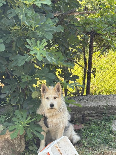The image depicts a medium-sized dog with light-colored, shaggy fur and dark markings on its face and back, sitting outdoors in Gorno Pavlikene, Bulgaria. The dog is positioned in front of a large leafy plant, possibly a fig tree, with its face turned towards the camera. A black collar is visible around its neck. In the foreground, to the right of the dog, a white plastic container is partially visible. Behind the dog and the foliage, a wire mesh fence separates the area from a sunlit grassy field. The environment suggests a natural, possibly rural or suburban, setting within the mentioned location.