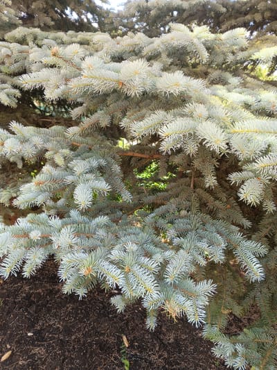 The image shows a close-up view of blue spruce tree branches with a dark soil ground cover in the lower left corner. The tree branches are dense and have a bluish-green needle coloration, with some areas appearing lighter due to sunlight. The soil appears moist and somewhat disturbed, with a few small twigs or debris scattered on its surface. In the background, the foliage of the same tree, and possibly other vegetation, is visible, creating a layered effect of green and blue-green hues. The scene is outdoors and appears to be in a natural or landscaped setting. There are no people or animals visible in the image. The lighting suggests it is daytime, with sunlight filtering through the branches. The location is identified as the city of Tolbazy, Russia.