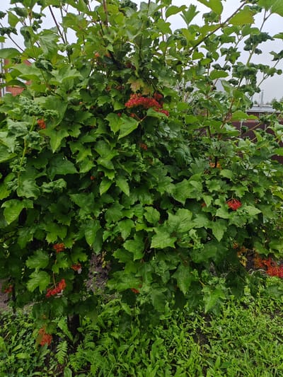 The image shows a close-up view of a large, dense shrub with vibrant green leaves and clusters of red berries. The leaves appear somewhat crinkled, and some have water droplets on them, suggesting recent rain. The shrub is laden with bright red berries, some of which are still partially green. The background is out of focus but suggests a somewhat overgrown outdoor setting, possibly a yard or garden, with hints of buildings and fencing. The ground beneath the shrub is covered in various green plants and appears damp. The overall impression is of a healthy, mature plant bearing fruit in a naturalistic setting. The image does not contain any people or animals.
