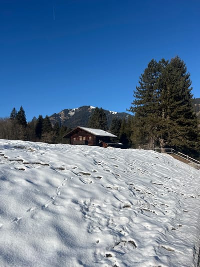 The scene depicts a snow-covered alpine landscape in Saanen, Switzerland, under a clear, bright blue sky. In the foreground, a snow-covered hillside slopes upward, displaying numerous textured impressions, including patches of exposed ground, areas of melted snow, and distinct animal tracks, possibly avian, traversing the surface. No human footprints are visible. In the midground, a dark brown wooden chalet, featuring a pitched roof partially covered with snow and multiple windows with light-colored frames, is positioned on a slightly elevated area amidst a dense cluster of evergreen trees. A particularly large, mature evergreen tree stands prominently to the right of the chalet. A light-colored wooden fence is visible on the far right edge of the frame, near the large tree. The background is dominated by forested mountains, with snow-capped peaks visible above the tree line. The sky is unclouded, save for a faint, linear white contrail from an aircraft in the upper left quadrant. The environment is brightly illuminated by direct sunlight, casting subtle shadows. No human individuals or explicit interactions are present.