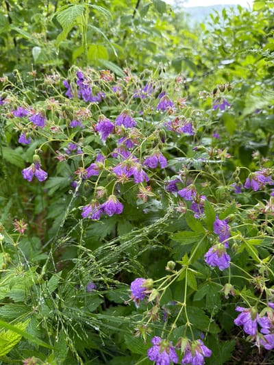 This is a close-up, eye-level shot of purple wildflowers, likely Meadow Cranesbill (Geranium pratense), in Lommedalen, Norway. The flowers are wet with raindrops, and water droplets are visible on the petals and surrounding green foliage. The background consists of lush green vegetation, with some blurriness indicating a shallow depth of field. The lighting is diffused, suggesting an overcast or rainy day. There are no people or animals present in the image. The scene is entirely natural, focusing on the details of the wet flowers and plants.