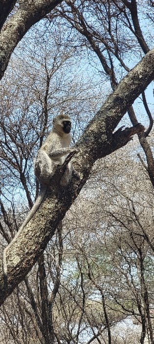 A vervet monkey (Chlorocebus pygerythrus) is perched on a thick, horizontal tree branch in a wooded area in Kwa Kuchinia, Tanzania. The monkey exhibits light grey fur and a distinctive black face, with its body facing slightly left and its long tail extending downwards along the main branch. Its front limbs are positioned on the branch directly in front of it. The background consists of numerous deciduous trees with visible textured bark and intricate bare branches, suggesting a dormant season or specific tree type, against a clear, light blue sky. Natural light illuminates the scene from above.