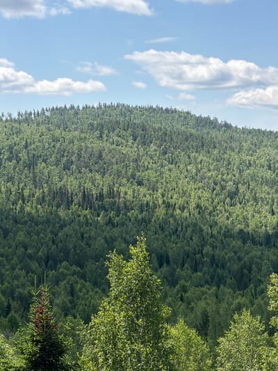A wide shot captures a dense, verdant forest blanketing a rolling hillside under a bright blue sky dotted with fluffy white clouds. The trees are a vibrant green, with the sunlight creating variations in shade and highlighting the textures of the foliage. In the foreground, the tops of several large trees, including a prominent fir tree with some reddish-brown branches, are visible, adding depth to the scene. The landscape appears to be natural and untouched, suggesting a rural or wilderness setting. The image does not contain any people or discernible human activity.