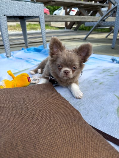 A small, fluffy, light brown Chihuahua puppy with large ears and blue eyes lies on a light blue blanket with a white and green abstract pattern. The puppy is wearing a dark collar and has its front paws extended forward. To the left of the puppy, partially obscured by a brown woven textured object in the foreground, is a yellow plush toy shaped like a duck with a white tail. The background shows a wooden deck with other wooden furniture and greenery, suggesting an outdoor setting in the city of Dobryanka, Russia. There are cars visible in the far background.