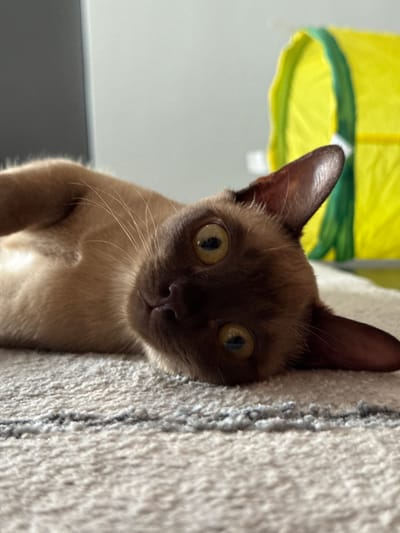 A brown cat is lying on its side on a textured rug. The cat's head is turned towards the camera, and its yellow eyes are open. The cat's body is relaxed, and its paws are tucked in. In the background, a blurred yellow object with green trim is visible. The overall lighting suggests an indoor setting. The specific location in the city of Sohren, Germany, is not discernible from the image.