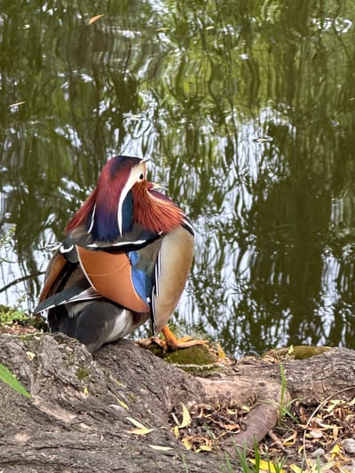 A vividly colored Mandarin duck preens its feathers near the water's edge, next to a large, gnarled tree. The setting is presumed to be in or near the city of Craiova, Romania.