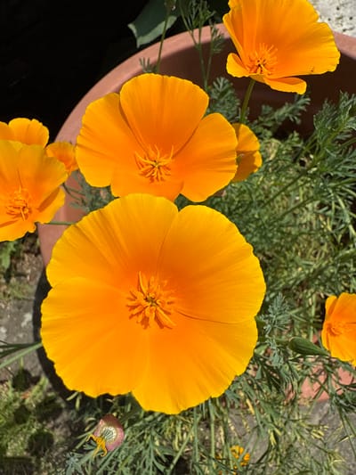 A close-up shot captures a vibrant cluster of golden California poppies, mostly in full bloom. These sunny flowers are nestled in a terracotta pot, surrounded by fine, fern-like greenery. The petals of the poppies exhibit smooth textures and radiating lines, directing focus to the dense, pollen-rich centers. Sunlight casts subtle shadows, adding depth and definition to the arrangement.