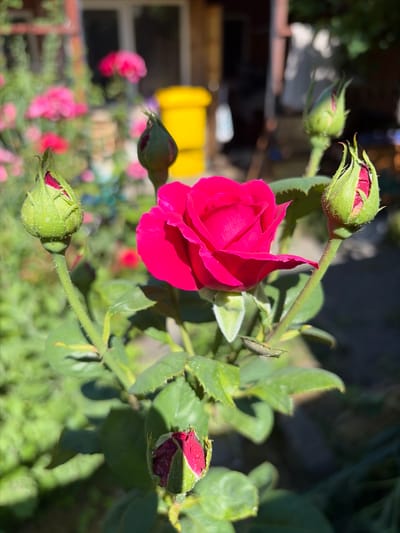 A close-up, low-angle shot shows a vibrant pink rose in full bloom, positioned slightly off-center to the right. The rose is surrounded by several green rosebuds, some partially open, in various stages of development. The background is softly blurred, revealing hints of a garden setting with lush green foliage and a yellow cylindrical object, possibly a watering can or a bucket. In the far background, a building structure is visible, suggesting an outdoor environment. The lighting appears to be natural sunlight, casting a warm glow on the scene and creating a bright, cheerful atmosphere. There are no people visible in the image, and no specific actions or interactions are depicted. The scene is static and focused on the natural beauty of the rose and its buds.