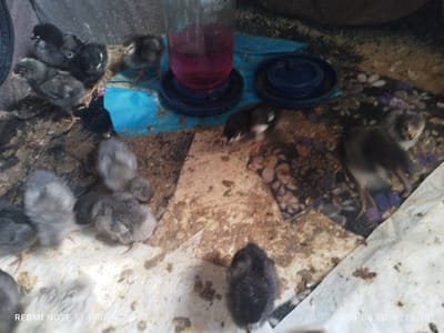 The image shows a group of chicks in an enclosed space. The chicks are primarily gray and black, some gathered near a water feeder with a red liquid inside. The floor is covered with a mixture of materials including what appears to be paper, cardboard, and scattered debris. Some droppings are visible. The timestamp at the bottom right corner of the image indicates a date of "01.06.2026 18:36". The location of Rudnya, Russia, is specified in the prompt but cannot be verified from the visual information.