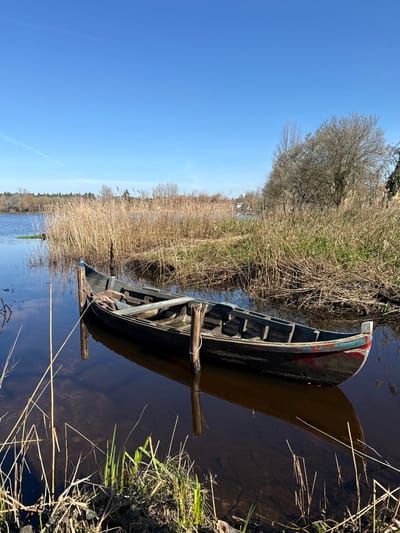The image depicts a static outdoor scene in the city of Mira, Portugal, focusing on a weathered wooden boat moored in shallow, still water under a clear blue sky.

A single, elongated wooden boat, exhibiting a dark hull with remnants of blue paint along the gunwale and faded red paint at the bow, is positioned in the center-left of the frame. The boat appears aged, with visible wear and exposed timber. Water is present inside the boat's hull. It is secured by a rope to two sturdy wooden posts driven into the dark, brownish water. The boat casts a distinct reflection on the calm water surface.

The water, which occupies the lower and left portions of the image, is dark and reflective. Sparse green and dry reeds protrude from the water along the immediate foreground shoreline. The right bank is densely covered with tall, dry, golden-brown reeds. Behind these reeds, several deciduous trees, bare of leaves, are visible, extending into the midground. Further in the background, more vegetation and distant structures are discernible. The left bank recedes into a horizon line of green trees.

The sky is a uniform, bright blue, occupying the upper half of the image, with a single faint contrail visible in the upper left quadrant. No individuals or active elements are present in the scene.