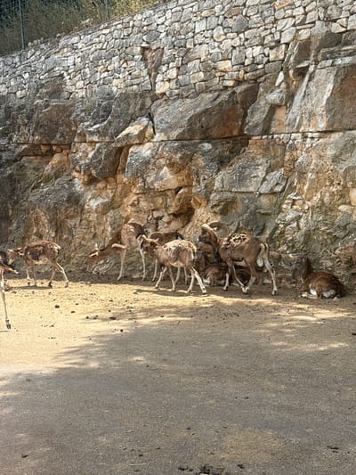 The image captures a herd of wild sheep or goats, likely mouflon, positioned against a rocky backdrop and an adjacent paved area. The scene is set outdoors under bright daylight, with strong shadows cast onto the ground, suggesting either early morning or late afternoon sun.

On the left side of the frame, there is a large, rugged rock face composed of natural stone and a section of man-made dry-stacked stone wall. The wall features irregular, grey, and beige stones forming a structured but natural-looking boundary. The wild sheep/goats, varying in size from adults with large, curved horns to smaller individuals, are scattered across this rocky terrain. Many are seen standing on ledges and inclines, demonstrating their agility in navigating the uneven surface.

To the right of the rock face is a wide, flat path or ground area made of a granular, light-colored material, possibly asphalt or compacted earth. Several animals are also standing or moving along this path. One prominent male with substantial horns is visible amongst a cluster of animals on the rocky slope.

A wire fence is partially visible on the far left, bordering the stone wall, indicating an enclosed environment such as a zoo or safari park. No people are visible, and the animals appear calm. There is no visible text in the image. The location context of Fasano, Italy, aligns with this being an animal park like Zoosafari Fasanolandia.