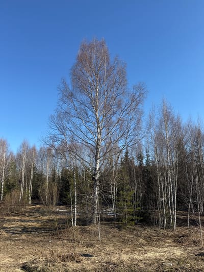 The image captures an outdoor landscape in Malyi Dubovik, Russia, depicting a scene from late winter or early spring. A tall, prominent birch tree with distinctive white bark and intricate, bare branches stands in the midground against a clear, vibrant blue sky. To the right of this tree, a dense forest line is visible, comprising more birch trees with their characteristic white trunks, interspersed with darker evergreen conifers, likely pines or spruces.

The ground on the right side and in the foreground is covered extensively with dried, straw-colored grass or reeds, indicative of dormant vegetation. The bright, cloudless blue sky suggests a clear and sunny day. Among the dried grass on the right, a small, white plastic bottle is visible. No human or animal activity is depicted, presenting a serene and stark natural environment. There is no visible text in the image.