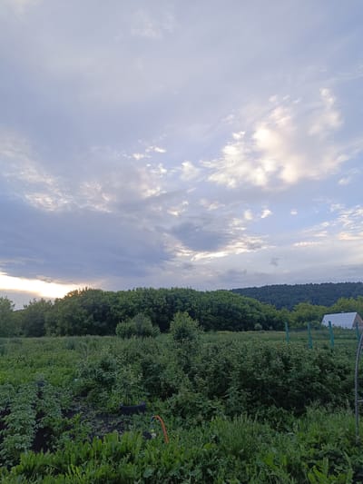 The image depicts a rural landscape scene, likely in Verkhnie Chershily, Russia, under a cloudy sky with hints of sunlight breaking through. In the foreground, a garden or field is visible, densely planted with various green plants and foliage. A red and orange garden hose lies on the ground amidst the greenery. In the mid-ground, a line of dense green trees forms a natural barrier, beyond which a light-colored, possibly white, structure resembling a small building or shed is partially visible. A green metal fence runs along the edge of the property in the mid-ground. The background is dominated by a dark green, tree-covered hillside or mountain range. The overall impression is that of a tranquil, natural setting.