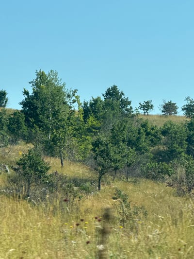 The image depicts a landscape in Bukovac, Montenegro, characterized by a rolling hillside covered in dry grass and scattered trees. The sky is a clear, bright blue. In the foreground, tall, dry grass dominates the scene, interspersed with a few small, red and yellow flowers. Further up the hillside, various trees of different sizes and densities are visible, with lush green foliage. The terrain appears uneven and somewhat rugged. The overall impression is of a natural, undeveloped area under a sunny sky.