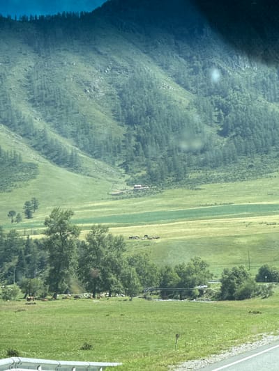 The image shows a panoramic view of a valley in Onguday, Russia. The foreground features a paved road with a guardrail, indicating a viewpoint from a vehicle. The middle ground is a lush green meadow with scattered trees and a herd of cattle grazing. Further into the valley, there are more trees, a river with a bridge, and a distant building. The background is dominated by a steep, tree-covered mountain slope. The overall scene is tranquil and rural, depicting a natural landscape with signs of human presence.