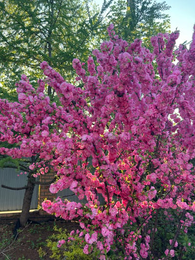 A vibrant image displays a tree heavily laden with pink flowers. The abundance of blooms covers a large portion of the frame, creating a visually dense and colorful display. The lighting suggests it is daytime, with some areas of the flowers catching the sunlight. To the left of the flowering tree, a tree with green foliage provides a contrasting backdrop. A glimpse of a building structure is visible behind the trees, indicating an urban or suburban environment. Specific geographic location details (Zima Yuzhnaya, Russia) are not discernible from the visual information provided. There are no people visible in the image.