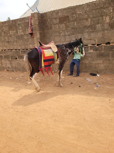 The image captures an outdoor scene in Nassarawan Eggon, Nigeria, featuring a horse and a man on an unpaved reddish-brown dirt surface. The horse, a dappled dark brown and white with a cream mane and tail, stands facing right with its front right leg bent. It is equipped with a green bridle, a tan saddle, and a saddle blanket displaying horizontal stripes in red, yellow, blue, and black, with a red spiked lower trim. An adult male, visible from the waist down, wearing a light blue-green collared shirt, dark blue trousers, and dark shoes, stands to the horse's right, holding its bridle. The background consists of a weathered concrete block wall with visible horizontal cracks, topped by a corrugated metal roof. A small blue satellite dish is mounted on the corner of the structure, and a patterned fabric hangs over the wall. The ground around the horse and man is littered with various debris, including plastic bags and paper.
