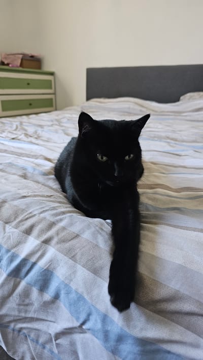 A black cat is lying on a bed. The cat is on its back with its paws in the air. The bed is covered in a striped duvet with colors of beige, white, and blue. In the background, there is a dark gray headboard on the left side and a green dresser with white knobs on the lower left. The room appears to be a bedroom. The lighting suggests it is daytime.