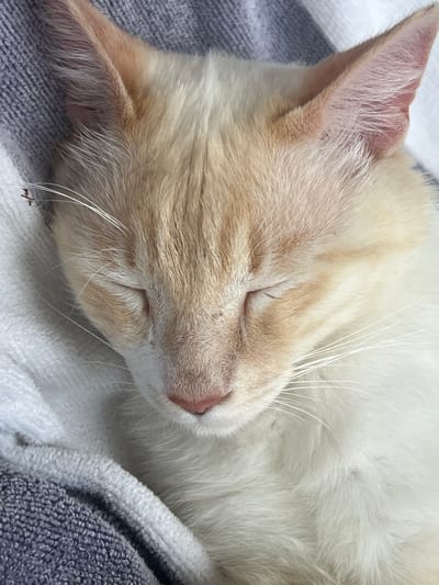 This image shows a close-up of a light-colored cat sleeping on a striped blanket. The cat's eyes are closed, and its fur is mostly white with some faint orange markings on its ears and face. The blanket appears to be made of soft material, with gray and white stripes. The image is taken from a high angle, focusing on the cat's head. There is no discernible information about the location in Khostinskiy, Russia.