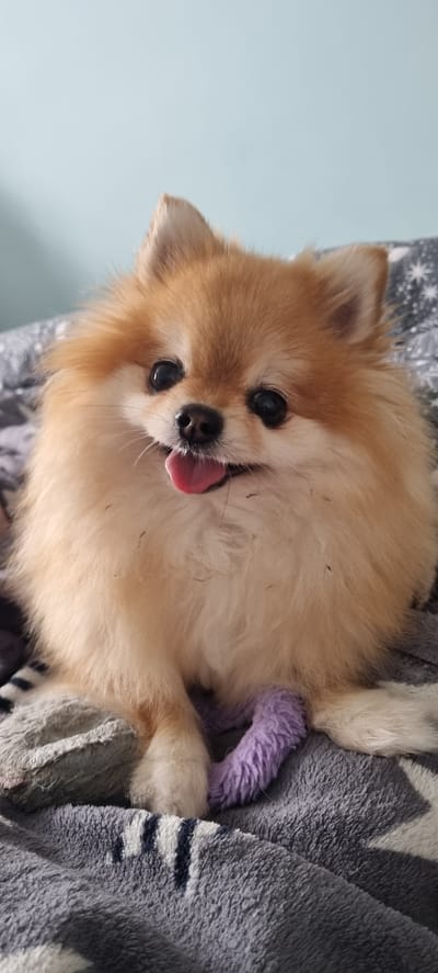 A pomeranian dog with tan fur and a pink tongue hanging out of its mouth is lying on a grey blanket with a star pattern. The dog's paws are visible, and it is holding a purple toy. The background is a light blue wall. The image was taken indoors.