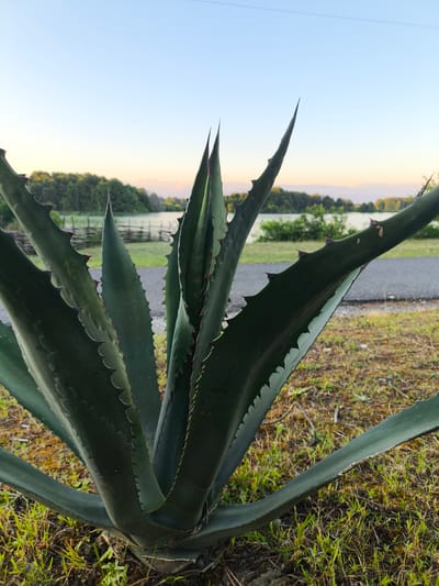 The media file is a close-up, vertical shot of a large agave plant with sharp, spiky leaves. The plant is in the foreground and dominates the frame, with its dark green leaves fanning out. The background shows a body of water, possibly a lake or river, with a treeline on the opposite shore. A rustic wooden fence is visible near the water. The sky is a soft blue, suggesting it is either early morning or late afternoon, with a hint of warmth in the horizon. The ground around the agave is covered with dry grass and some green shoots. The overall setting appears to be natural and somewhat rural. There are no people or animals visible in the image. The image captures a tranquil outdoor scene with a focus on the striking texture and form of the agave plant. The location context provided is Baghlan, Abkhazia, though this cannot be visually confirmed from the image itself. The weather appears clear and calm.