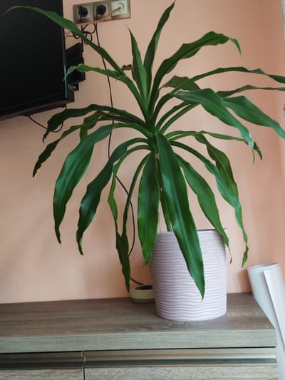 A tall, leafy green plant sits in a light pink ribbed pot on a wooden shelf. The plant's leaves are long and arch downwards. Behind the plant, a black television is mounted on a wall with electrical outlets and wiring visible. The wall is painted a peachy color, and a rolled-up white sheet of paper rests on the shelf to the right of the plant. This scene is located in Dolyna, Ukraine.