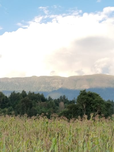 The image depicts a rural landscape in Ndiara, Kenya. In the foreground, a field of mature maize (corn) plants occupies the lower half of the frame, exhibiting green stalks with visible tassels and developing ears. The midground features a dense forest line composed of various deciduous and evergreen trees, displaying dark green foliage. Behind the treeline, distant mountains are visible, characterized by rolling, largely treeless or sparsely vegetated slopes. The sky above is partially overcast, with large white cumulus clouds dominating the upper portion, interspersed with patches of clear blue sky. No individuals, animals, or man-made structures are discernible within the frame. The scene presents an agricultural area transitioning into natural mountainous terrain under diffused daylight conditions.