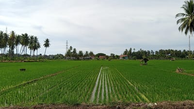 This is a wide-angle, eye-level outdoor photograph taken on a clear day in the city of Tingkeummanyang, Indonesia. The scene is dominated by a lush, green rice paddy that fills the foreground and middle ground. The rice is planted in neat, parallel rows, with some sections showing standing water between the rows. In the distance, a line of palm trees and other foliage separates the rice field from a row of residential buildings and utility towers. The sky is bright and cloudy. On the left side of the frame, a dark, rectangular object is visible in the rice field. In the middle of the rice field, there is a small, open-sided wooden shelter with a thatched roof. On the right side of the frame, another similar, but smaller, shelter is also visible.