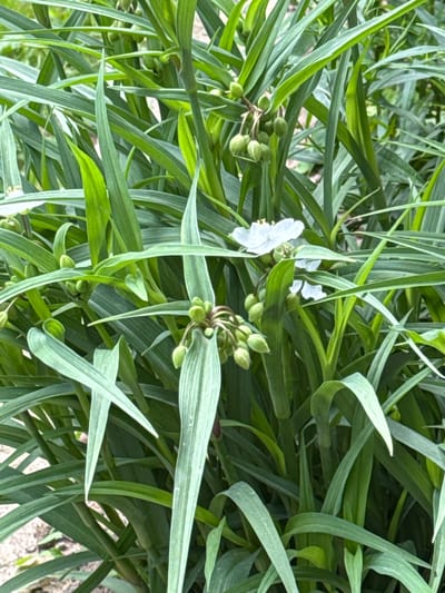 The image is a close-up shot of a plant with long, green leaves and several clusters of green buds. Two small white flowers with yellow centers are visible among the leaves and buds. The plant appears to be growing outdoors, as evidenced by the natural lighting and what looks like soil or gravel on the ground in the lower left corner. There are no people or animals in the image. The overall impression is of a natural, botanical scene. The image is not specific to Naro-Fominsk, Russia, as there are no identifiable landmarks or contextual clues to suggest this location.