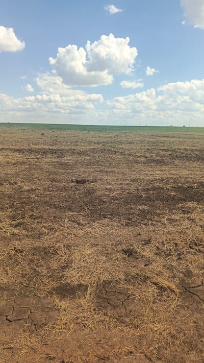 The image depicts an agricultural field under a partly cloudy sky. The ground is predominantly brown and dry, with visible cracks in the soil, indicating arid conditions. Patches of dry, straw-like vegetation are scattered across the surface. In the distance, a green field stretches horizontally, contrasting with the foreground. The sky is a vibrant blue, dotted with fluffy white clouds. The scene appears to be an outdoor environment with no structures or human presence immediately visible. The location is identified as Rybushka, Russia.
