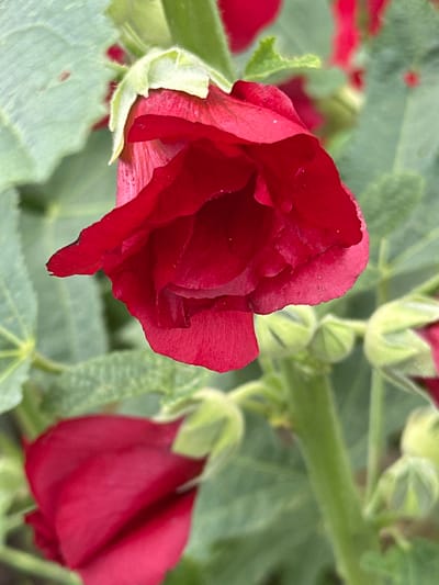 A close-up, vertical shot captures a vibrant red hollyhock bloom in Novogorbovo, Russia. The flower, partially open, reveals delicate, ruffled petals. The stem and surrounding green leaves are visible in soft focus, suggesting a natural garden setting. The scene is bathed in natural light, creating subtle shadows and highlights on the petals.