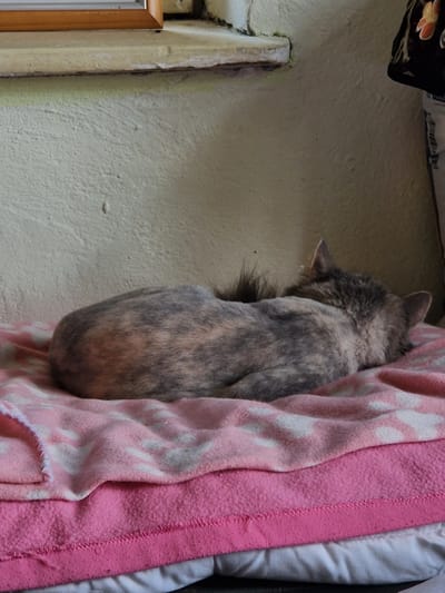 A calico cat is sleeping curled up on a stack of pink blankets in a room. The wall behind the cat is a pale yellow. A wooden ledge is above the wall.
