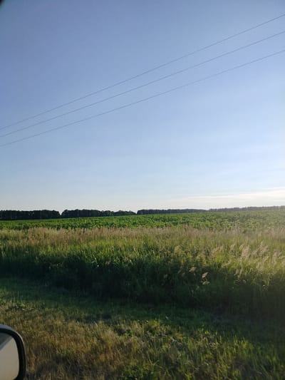 The image shows a rural landscape under a clear blue sky with three power lines running horizontally across the upper portion of the frame. In the mid-ground, a vast, green field stretches to the horizon, bordered by a dense line of trees. The foreground features a mixture of tall, dry grass and lush green vegetation, with a partial view of a car's side mirror on the left edge of the frame. The scene appears to be in the village of Prokazin, Russia, likely during daylight hours.