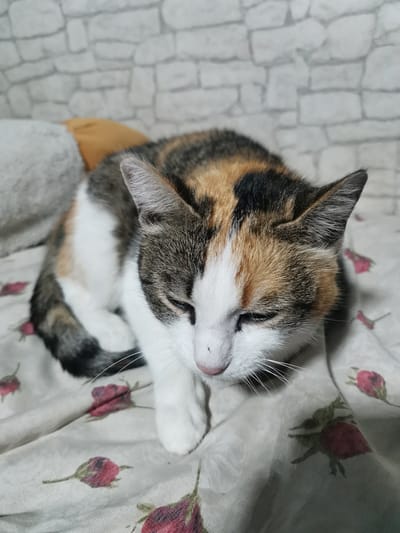 In Kuyagan, Russia, a calico cat with white, black, and orange markings is curled up on a bed with a floral patterned sheet. The cat is looking downwards with its eyes partially closed. The background features a light-colored textured wall.