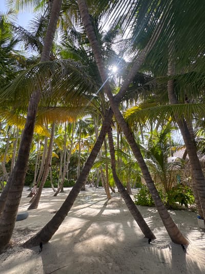 This is a landscape-oriented, eye-level photograph taken in Higüey, Dominican Republic, under bright, sunny conditions, likely mid-day given the strong sunlight and sharp shadows. The scene is dominated by a dense grove of mature palm trees, their rough, brown trunks and feathery green fronds filling much of the frame. The sun shines through the canopy, creating a starburst effect and dappled light that illuminates the sandy ground below, casting long, distinct shadows from the trees.
The ground appears to be a light-colored sandy beach or path, with some sparse vegetation visible in the background, including lush green bushes and perhaps some distant buildings with light-colored walls and roofs. The palm trees are oriented in various directions, with some trunks leading diagonally across the image.
In the lower left quadrant, a person wearing a light-colored garment, possibly a dress or a robe, is visible standing near one of the palm trees. Further into the grove, a small, dark object is visible on the sand, possibly a piece of luggage or a chair. The overall impression is one of a tropical paradise, serene and bathed in warm, natural light. The abundance of palm trees and the sandy ground strongly suggest a beach resort or a similar coastal environment. No text is visible in the image.