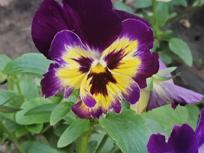 A close-up, eye-level shot captures a vibrant pansy flower in bloom, its petals a striking blend of deep purple and bright yellow with dark markings radiating from the center. The flower is situated amidst lush green foliage, suggesting a garden or natural setting. In the background, a blurred, mottled grey surface hints at a path or ground, possibly in the rural locality of Podsteрki, Russia, though no specific landmarks are visible. The focus is entirely on the delicate textures and bold colors of the single pansy, with other parts of the flower and some surrounding leaves slightly out of focus.