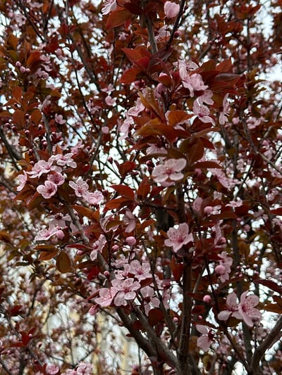 The image shows a close-up of a blossoming tree with pink flowers and reddish-brown leaves. The tree branches are visible, and the background is a blurry view of the sky and possibly buildings, implying an urban setting. While the city is mentioned to be Novoaleksandrovka, Russia, the image itself lacks specific details to pinpoint a precise location within the city. There are no visible people or interactions within the scene. The primary subject is the tree in bloom.