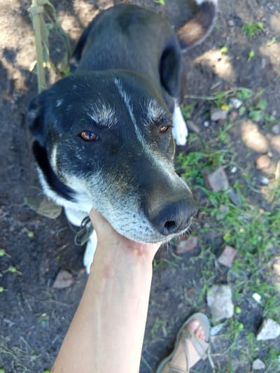A medium shot, high-angle view shows a dog's face being petted by a human hand. The dog, a black and white mix with graying muzzle, looks directly into the camera with amber eyes. A tan-colored leash is attached to the dog's collar and held by the human hand. The background is a dirt path with sparse green grass and scattered bricks, suggesting an outdoor location. A human foot wearing a sandal is visible in the bottom right corner of the frame. This image appears to have been taken in Ostrovtsy, Russia.